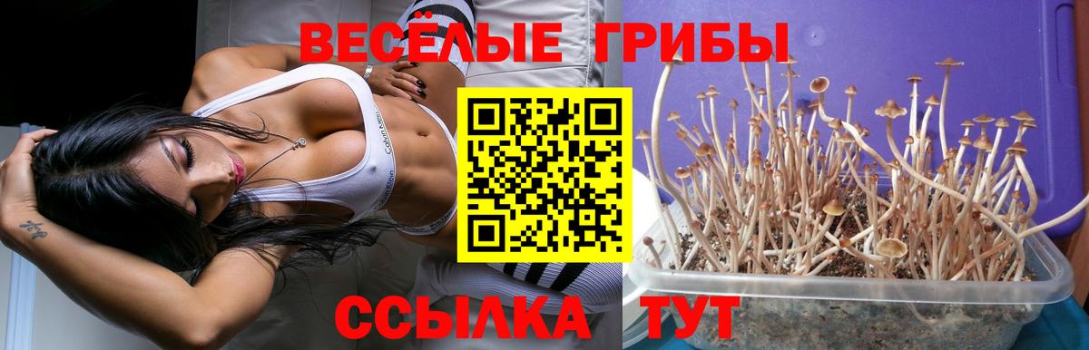 Галлюциногенные грибы Psilocybe Тула